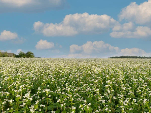 Pure Botanical Neck Wraps: Made Better, Made to Last